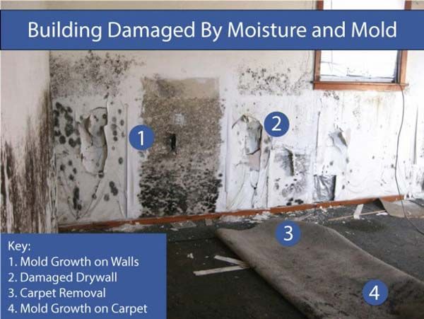 Mold Removal Specialists in Naperville